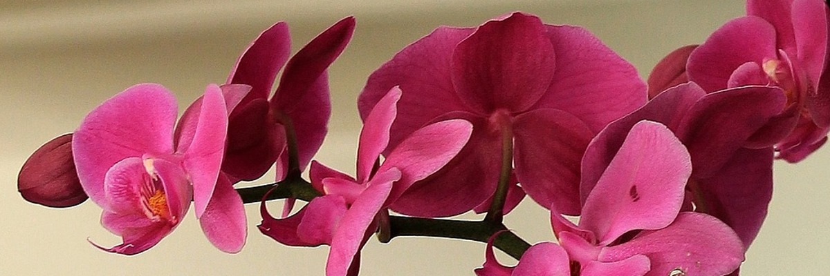 pestovanie orchidey