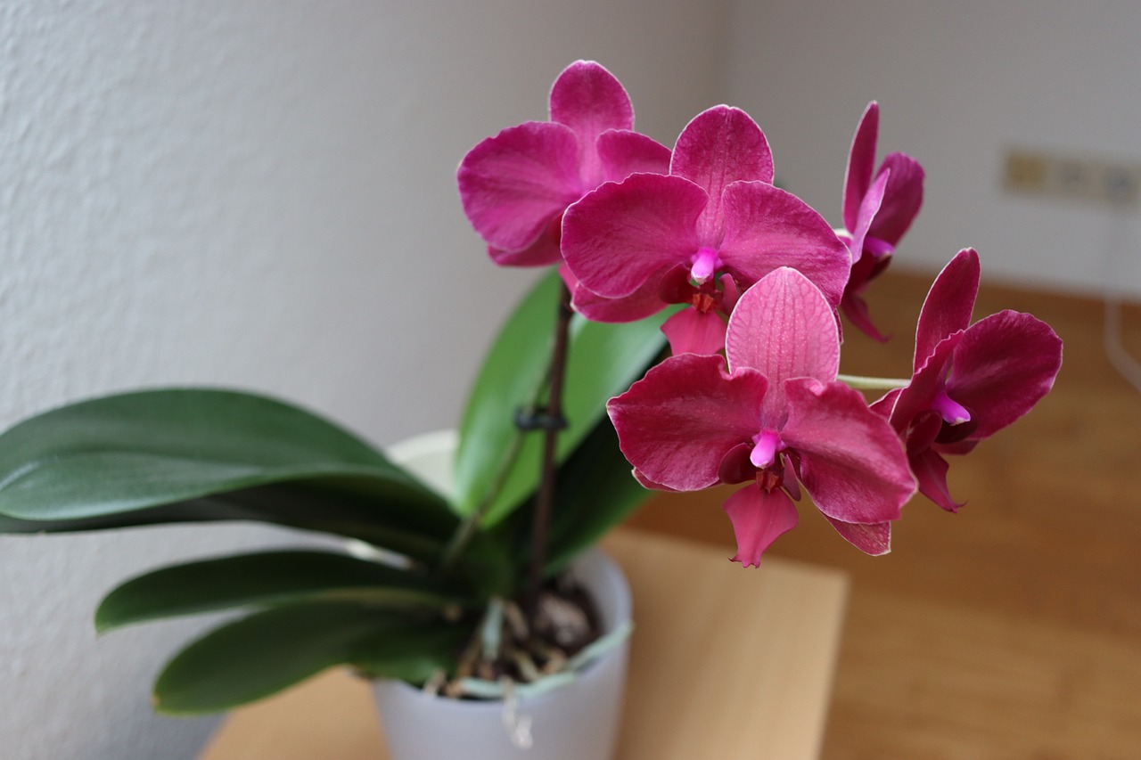 orchidea v izbe