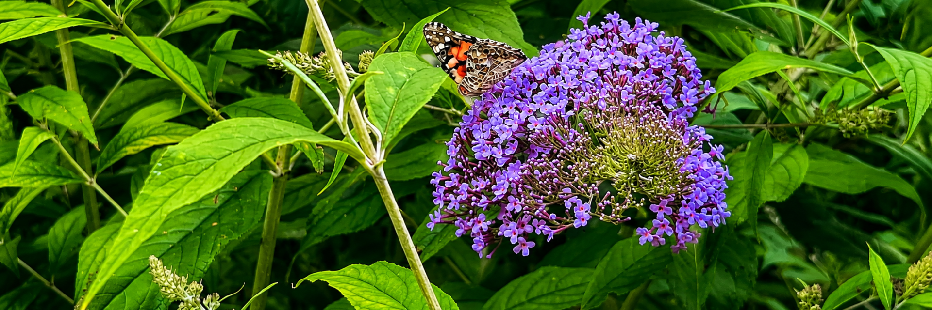 budleja-a-motyl.png